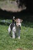 FOX TERRIER 180